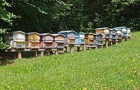 Пчеловодство Италии в цифрах и фактах