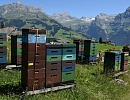 Особенности пчеловодства Швейцарии: Стабильность при отсутствии перспектив развития
