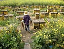 Проблемы пчеловодства Китая