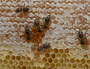 В Алтайском крае тестируют цифровой сервис по оповещению пчеловодов