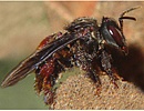 Безжалые пчелы и мелипонокультура