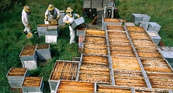 Достижения украинского пчеловодства