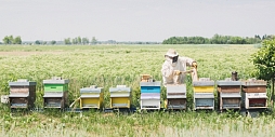 Количество пчелосемей в США остается стабильным