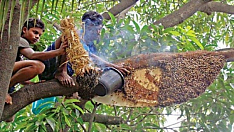 Бангладеш продолжает развивать свое пчеловодство