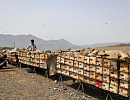 Пчеловодство Йемена в условиях гражданской войны