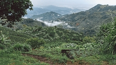 Пчеловодство Колумбии демонстрирует устойчивый рост
