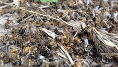 Отравление пчел пестицидами угрожает основам российского пчеловодства