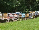Пчеловодство Италии в цифрах и фактах