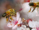 Международная научно-практическая конференция по пчеловодству и апитерапии состоится в «ФНЦ пчеловодства»
