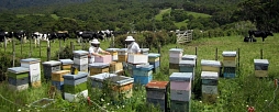 В Новой Зеландии изобрели эффективный способ борьбы с воровством пчелиных семей