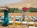 Успехи Ирана в развитии пчеловодства