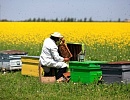 Поддержка пчеловодства в Румынии