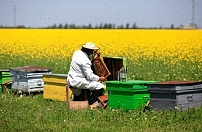 Поддержка пчеловодства в Румынии
