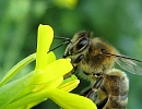 Рапс в России: прибыльная масличная культура, смертельно опасная для пчел