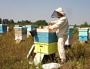 Пчеловодство Республики Башкортостан: состояние, проблемы, перспективы развития
