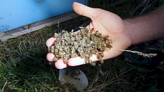 Высокая гибель пчел от отравления пестицидами в Украине