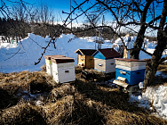 Рекомендации по приготовлению и применению отвара КАС-81 и настойки красного перца  