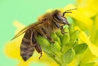 Среднерусская пчела и РААММ