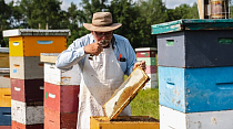 Пчеловодство Канады на фоне эпидемии коронавируса