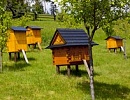 Немецкое пчеловодство