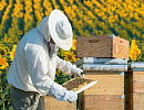 Мировое и российское пчеловодство на пике пандемии COVID-19