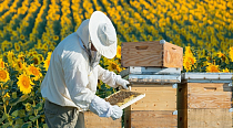 Мировое и российское пчеловодство на пике пандемии COVID-19