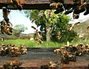 Несколько интересных фактов о медоносных пчелах