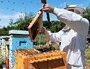 Основные принципы и методы искусственного размножения пчелиных семей (часть 8)