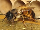 Пчелы как гаранты урожая высокого качества