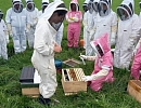 Новая Зеландия: Власти оплачивают обучение пчеловодству в рамках курса на смягчение последствий пандемии коронавируса