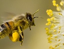 Конференция для школьников «Удивительный мир медоносных пчел» в Кирове  
