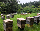 Пчеловодство Японии. Состояние и тенденции развития