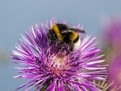 Последствия гибели пчел и других насекомых–опылителей