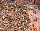Пчеловодам в Липецкой области компенсируют ущерб от массового отравления пчел пестицидами