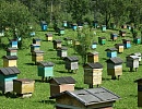 Работа с пчёлами на пасеке в июле