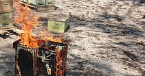 Австралийское пчеловодство восстанавливается после засухи и пожаров Австралийское пчеловодство восстанавливается после засухи и пожаров