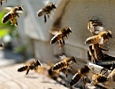 Сравнительные характеристики акарицидных препаратов на пластинах при лечении пчел от варрооза