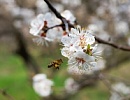 Рациональное использование кормовой базы пчеловодства Чувашии – основа повышения продуктивности пчел