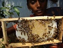 Правительственная помощь пчеловодству в Индии