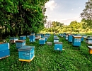 Госдума приняла Закон о пчеловодстве