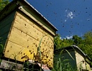 Основные принципы и методы искусственного размножения пчелиных семей (часть 2)