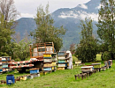 Тенденции развития пчеловодства Чили в 2021 году