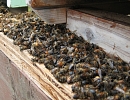 В США за год погибла почти половина пчелосемей