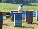 Новые стимулы для развития пчеловодства на Дальнем Востоке