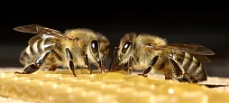 Судьбу российского пчеловодства должны решать сами пчеловоды