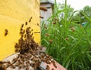 Основные принципы и методы искусственного размножения пчелиных семей (часть 1)