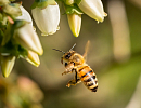 Пчелы - великие труженицы, но не трудоголики