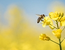 Совещание в Минсельхозе России по пчеловодству