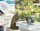 Пчеловодство Болгарии. Тенденции развития