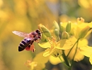Классы опасности пестицидов для пчел. Регламенты их применения
